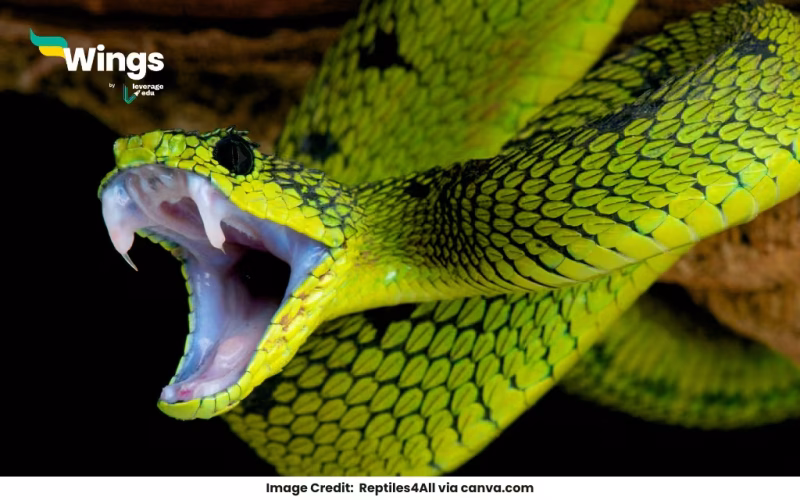 Is Thread Snake Harmful