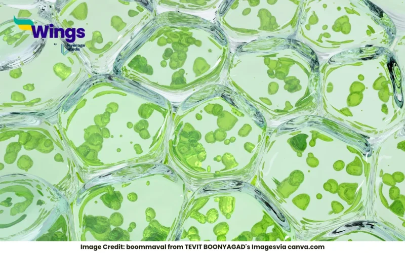Chlorophyll a appears _in color and chlorophyll b appears _ in color in the chromatogram
