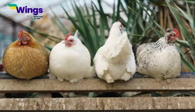 differences between broilers and layers and in their managemnt