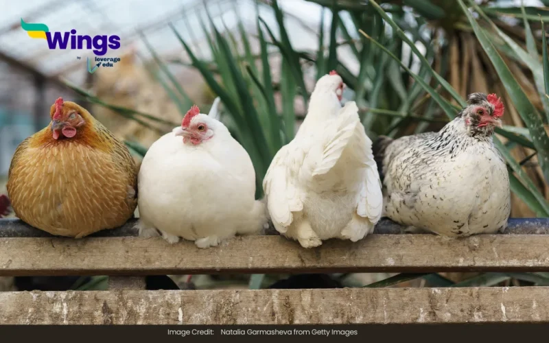 differences between broilers and layers and in their managemnt
