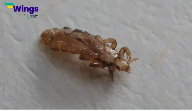 The singular of lice is louse