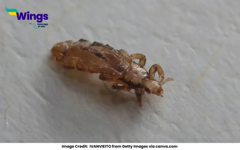 The singular of lice is louse