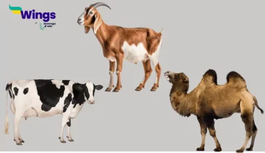 What are milch animals