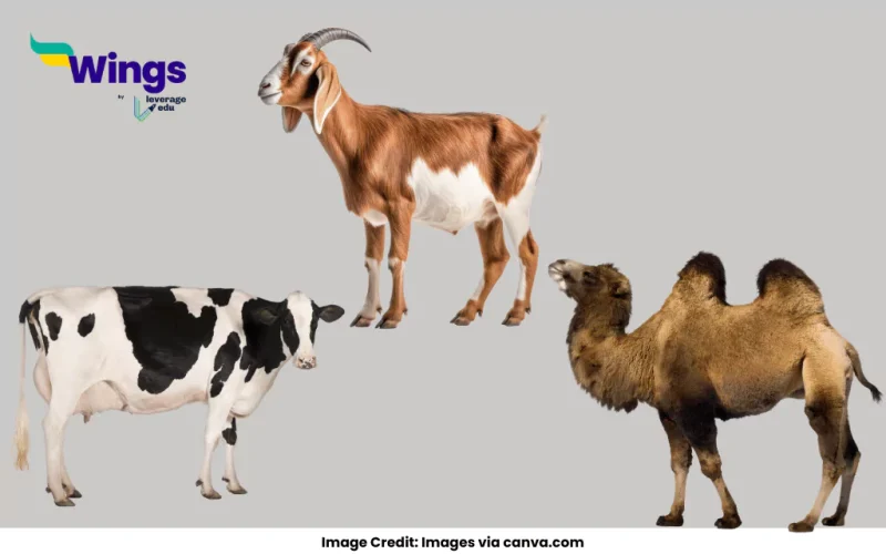 What are milch animals