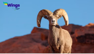 Ram Sheep