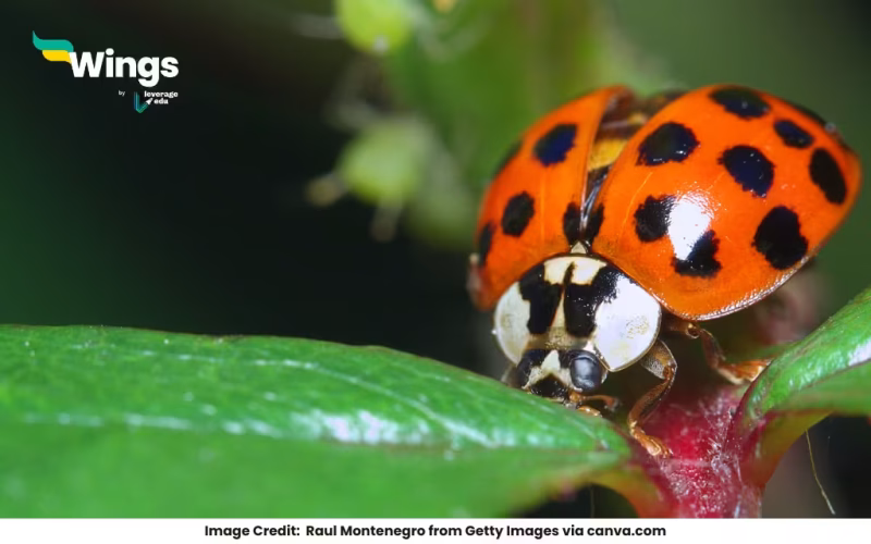 red bug