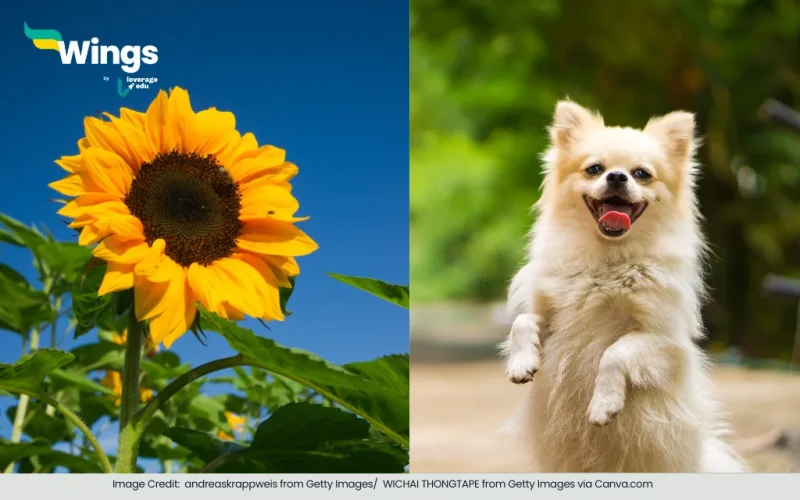 differentiate between Plantae and Animalia