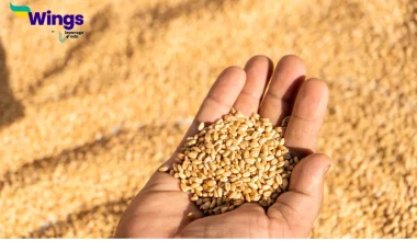 What is the staple food of Haryana and Punjab?
