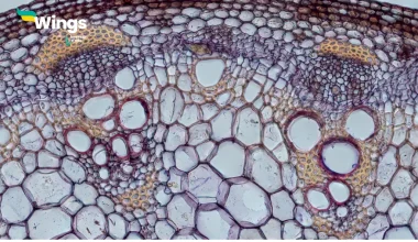 The main function of xylem vessel is