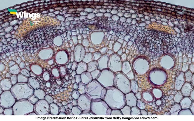 The main function of xylem vessel is