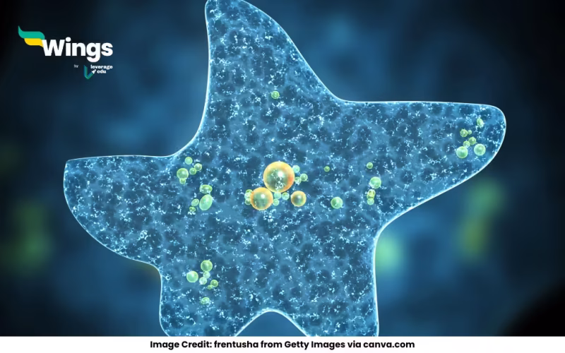 Amoeba moves with the help of what