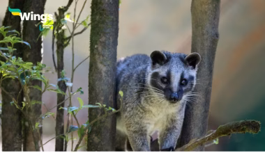 civet cat