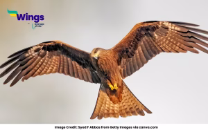 Kite bird