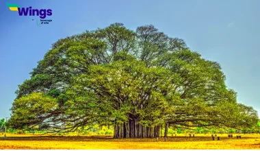 भारत का राष्ट्रीय पेड़ कौन सा है