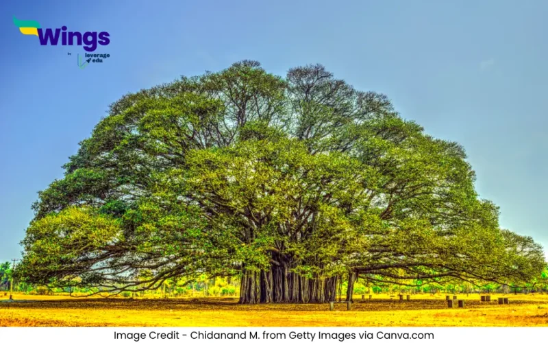 भारत का राष्ट्रीय पेड़ कौन सा है