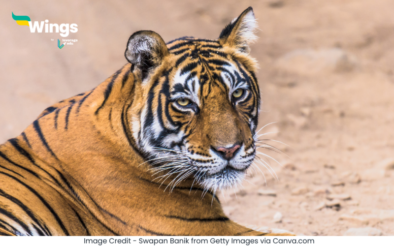 Bandipur Rashtriya Udyan Kahan Hai