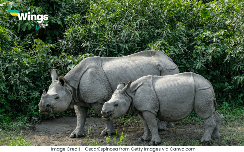 Kaziranga Rashtriya Udyan Kahan Hai