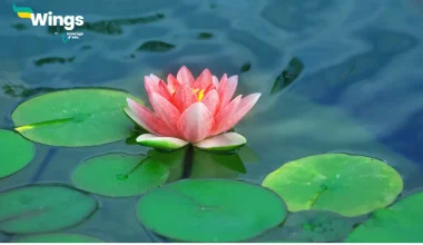 निम्नलिखित में से कौनसा शब्द कमल का पर्यायवाची नहीं है