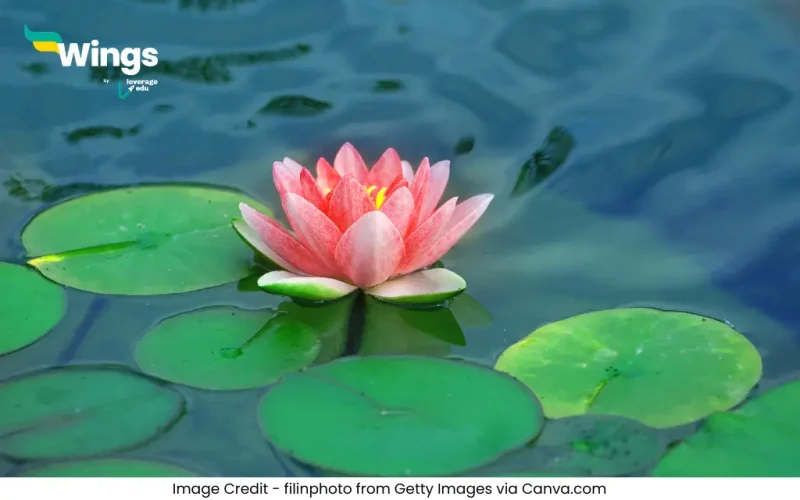 निम्नलिखित में से कौनसा शब्द कमल का पर्यायवाची नहीं है