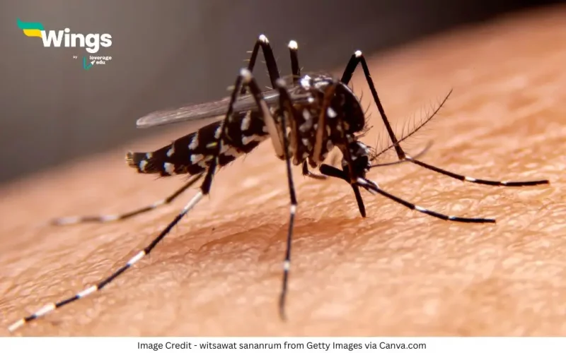 Machhar Ke Kitne Dant Hote Hain