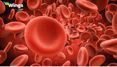 Blood Cell Kitne Prakar Ke Hote Hain