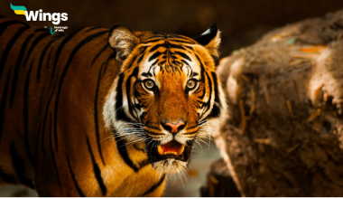 अंतराष्ट्रीय बाघ दिवस कब मनाया जाता है