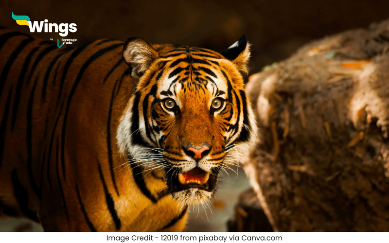 अंतराष्ट्रीय बाघ दिवस कब मनाया जाता है