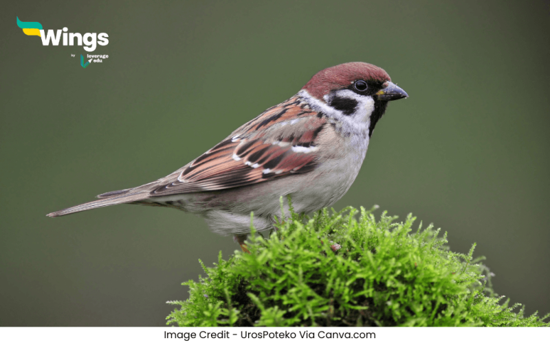 Vishva Gauraiya Divas Kab Manaya Jata Hai