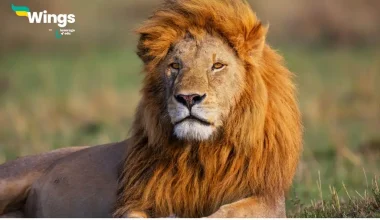 Vishva Sher Divas Kab Manaya Jata Hai