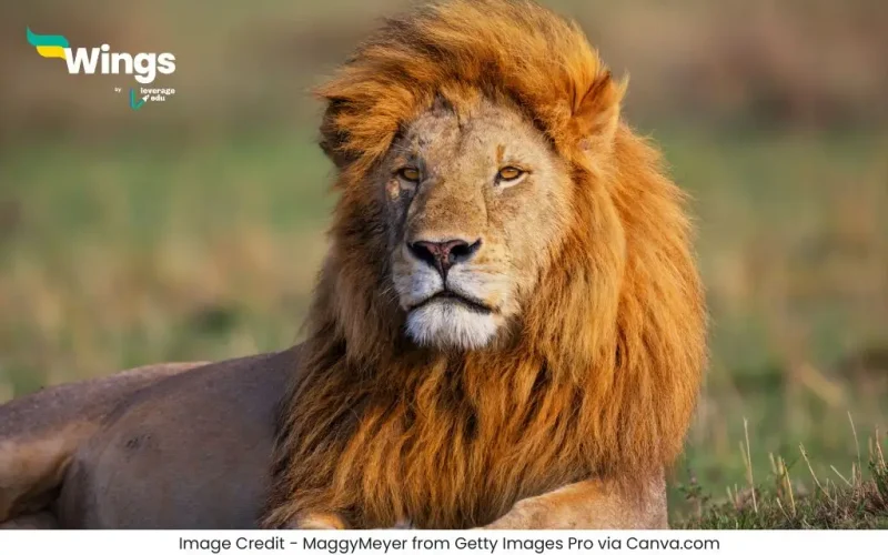 Vishva Sher Divas Kab Manaya Jata Hai