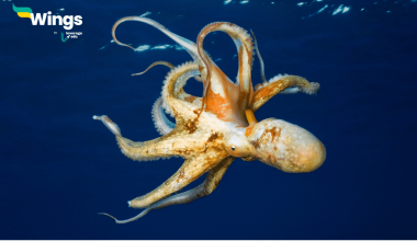 Octopus Ke Kitne Dil Hote Hain