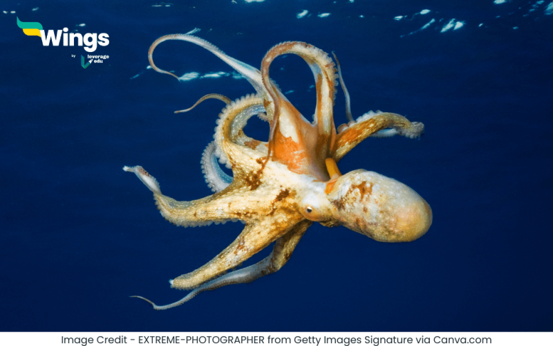 Octopus Ke Kitne Dil Hote Hain