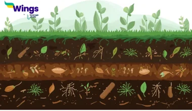 ह्यूमस क्या है