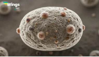 koshika kise kahate hain