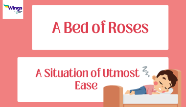 A-Bed-of-Roses-Meaning