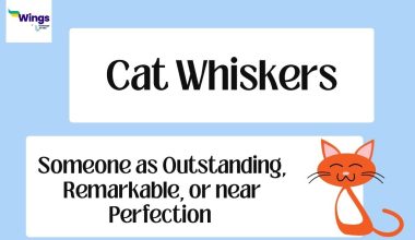 Cat-Whiskers