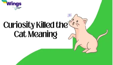Curiosity Killed the Cat