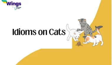 Idioms on Cats