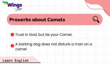 Proverb about Camels