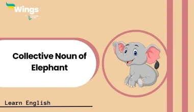 Collective Noun of Elephant