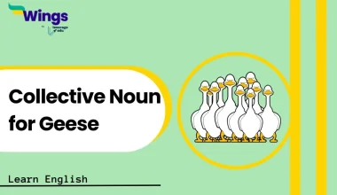 Collective Noun for Geese