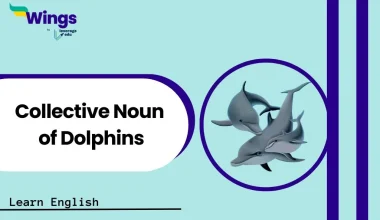Collective noun of dolphins