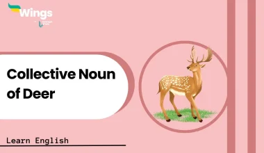 Collective Noun of Deer