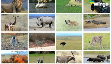 Omnivorous Animal Names in English