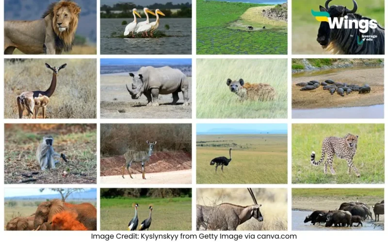 Omnivorous Animal Names in English