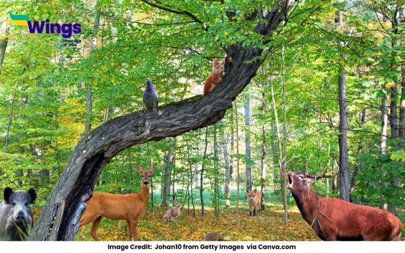 Wild Animals Names in English