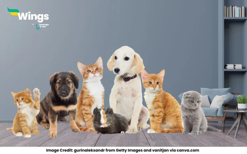 Pet animals names in English