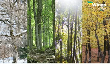 Trees Name in English