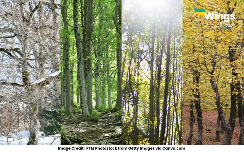 Trees Name in English