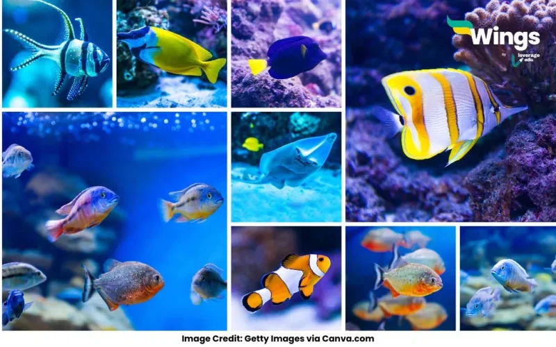 Fish Names in English